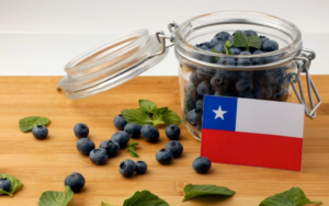 Indústria Chilena de Mirtilos Consolida Renovação Varietal e Projeta 161.500 Toneladas para esta Temporada
